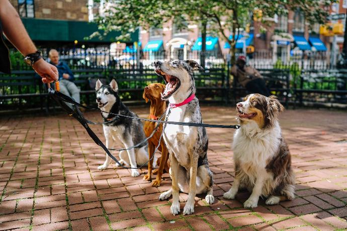 chiens en laisse